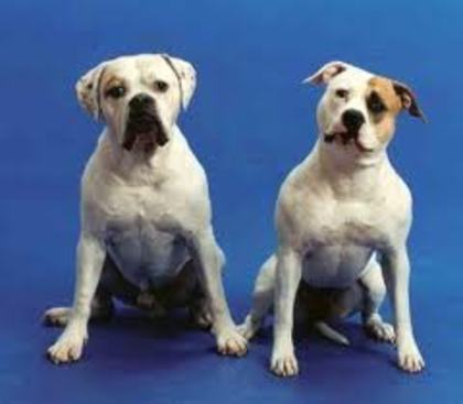 images (8) - american bulldog