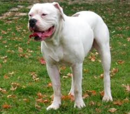 images (12) - american bulldog
