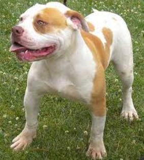 images (16) - american bulldog