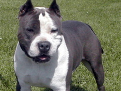 56_2 - american staffordshire terrier