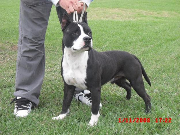 46628531_1 - american staffordshire terrier