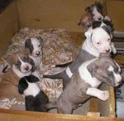images (2) - american staffordshire terrier