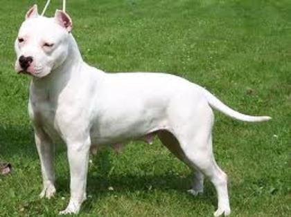 images (6) - american staffordshire terrier