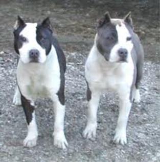 images (9) - american staffordshire terrier