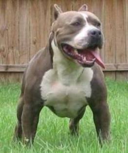 images (10) - american staffordshire terrier