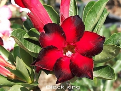 black king - Adenium