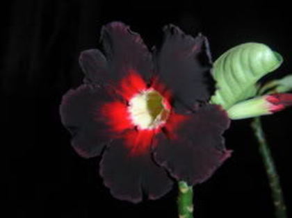 black king 2 - Adenium