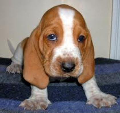 images - bassett hound