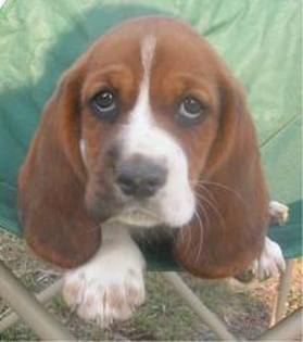 images (2) - bassett hound