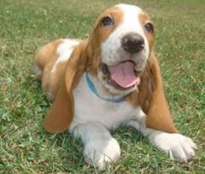 images (3) - bassett hound