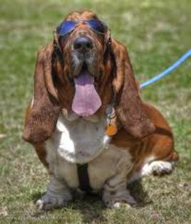 images (6) - bassett hound