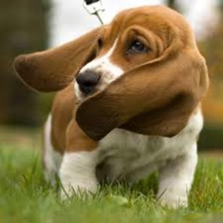 images (7) - bassett hound