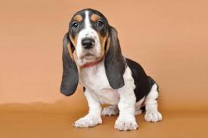 images (8) - bassett hound