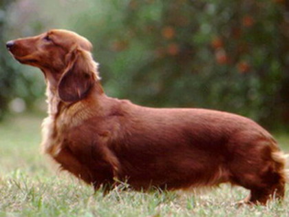 4_2 - dachshund