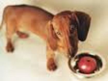 download - dachshund
