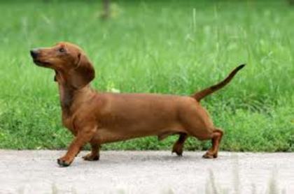 images (1) - dachshund