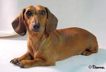 images (4) - dachshund