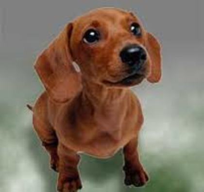 images (5) - dachshund