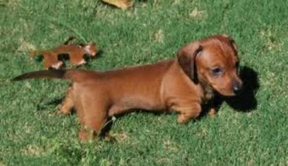 images (6) - dachshund