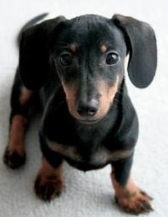 images (8) - dachshund