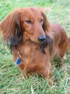 images (9) - dachshund