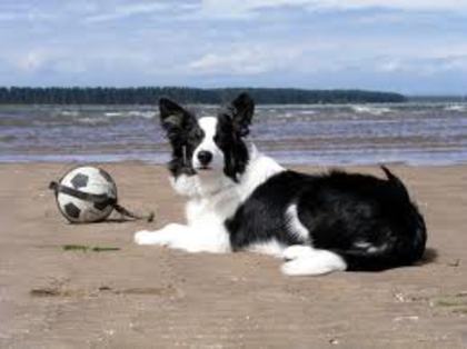 download - border collie