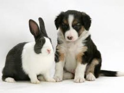 images (2) - border collie