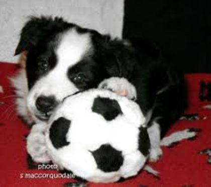 images (3) - border collie