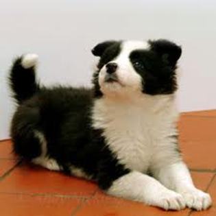 images (4) - border collie