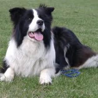 images (10) - border collie