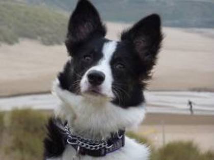 images (11) - border collie