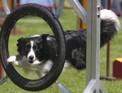 images (12) - border collie