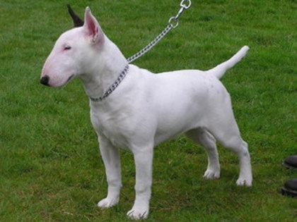 33_2 - bullterrier