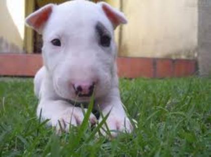 images (1) - bullterrier