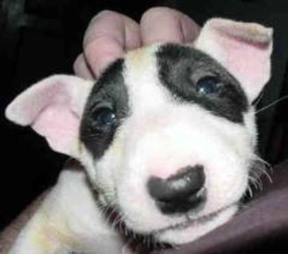 images (6) - bullterrier