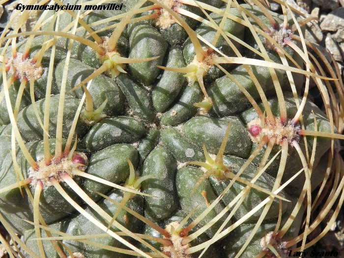 DSCN6560 - cactusi imbobociti