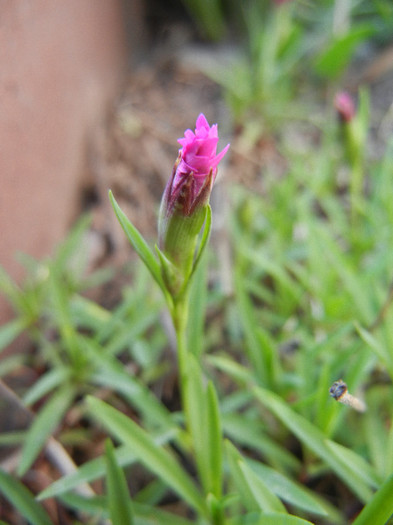 Dianthus Kahori (2012, May 12) - Dianthus Kahori