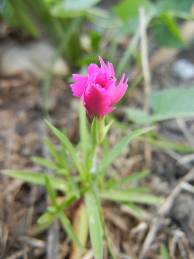 Dianthus Kahori (2012, May 12) - Dianthus Kahori