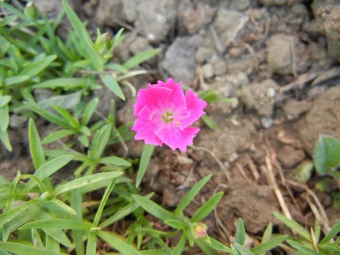 Dianthus Kahori (2012, May 13)