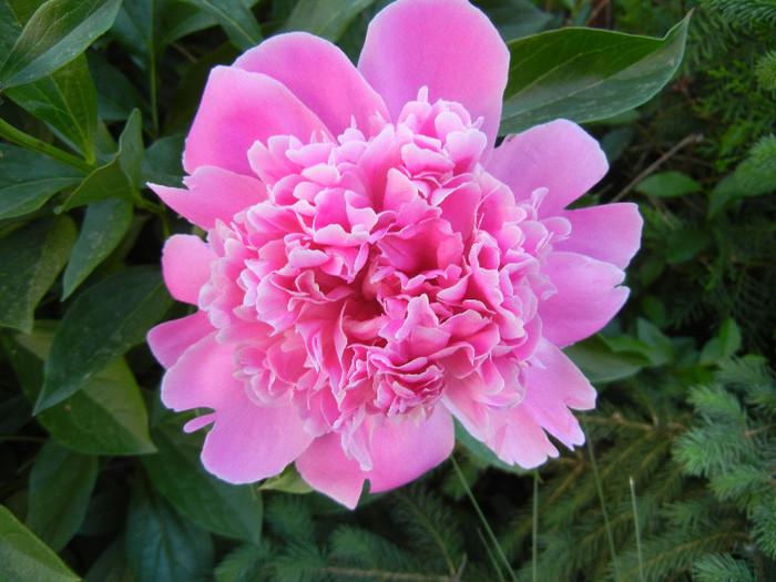 Peony. Bujor (2012, May 12) - BUJORI_Peony Paeonia