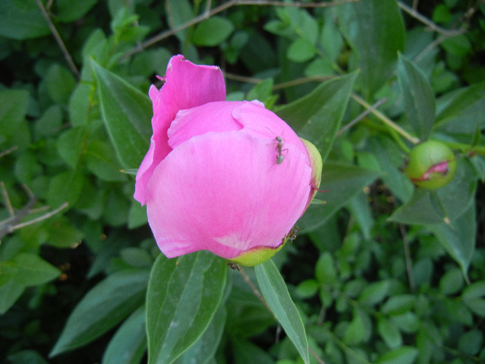 Peony. Bujor (2012, May 12) - BUJORI_Peony Paeonia