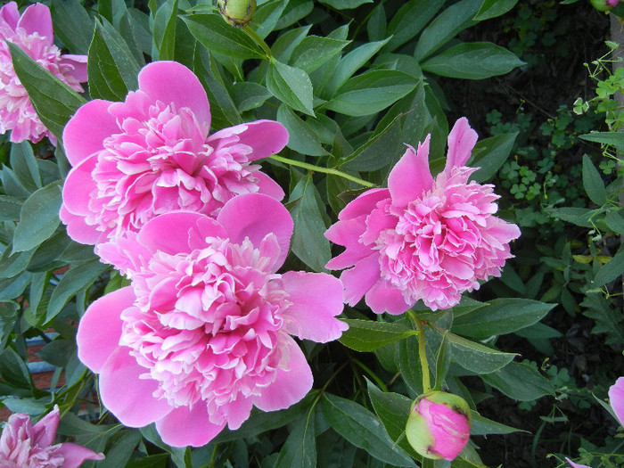 Peonies. Bujori (2012, May 12) - BUJORI_Peony Paeonia