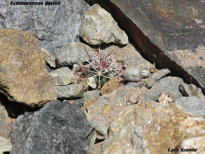 Echinocereus davisii - cactusi 2012