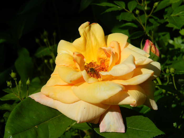 DSCN5068