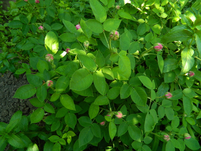 DSCN5090