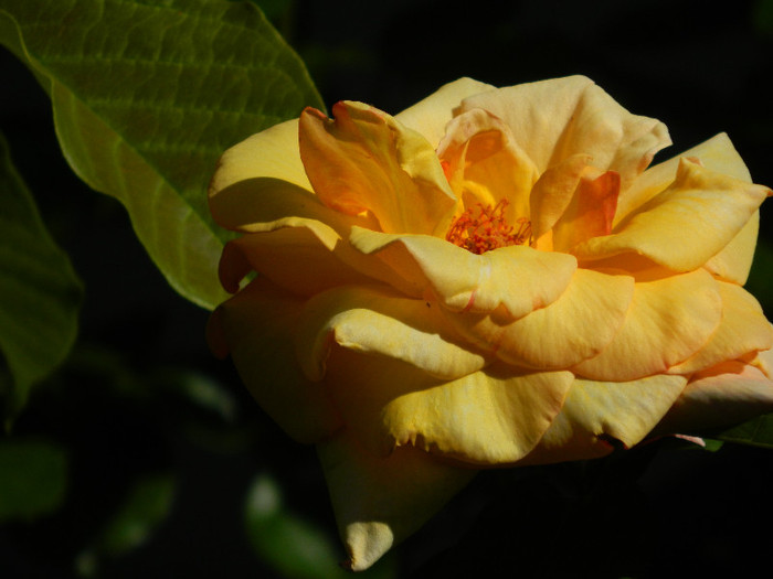 DSCN5105
