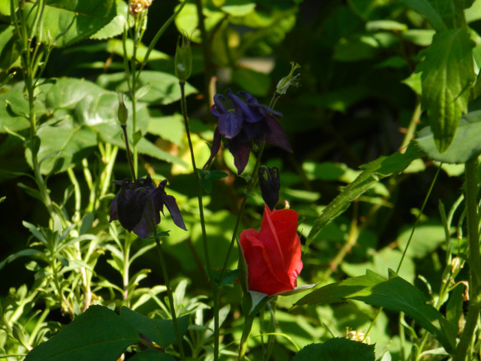 DSCN5109