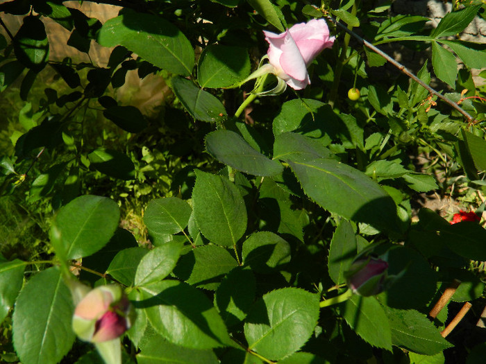 DSCN5116