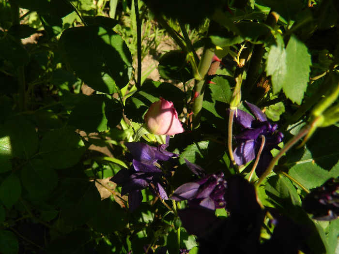 DSCN5117