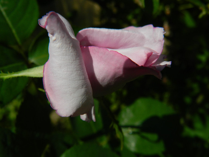 DSCN5118